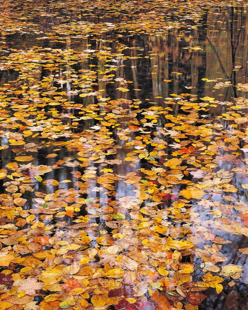 Autumn Detail art print by John Gavrilis for $57.95 CAD