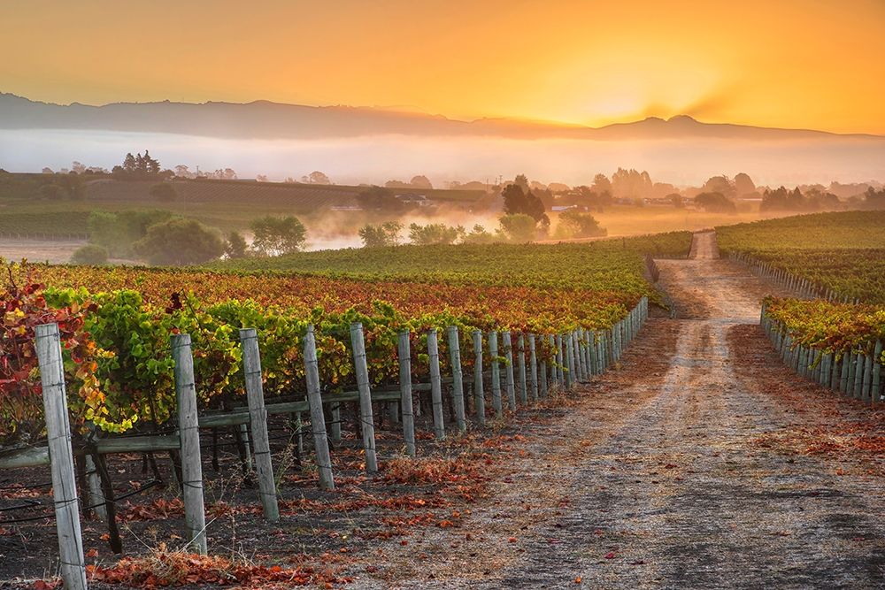 Vineyard Sunrise art print by John Gavrilis for $57.95 CAD