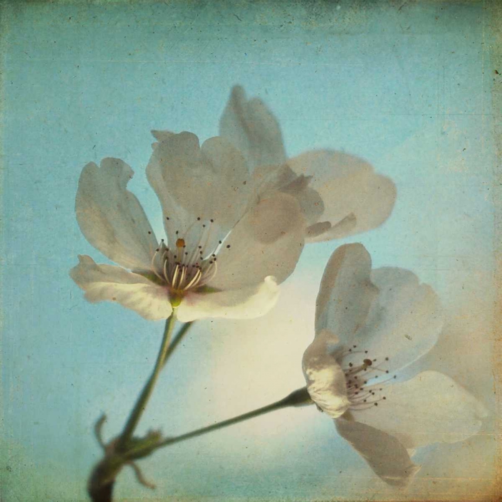 Spring Sings art print by Dawn D. Hanna for $57.95 CAD