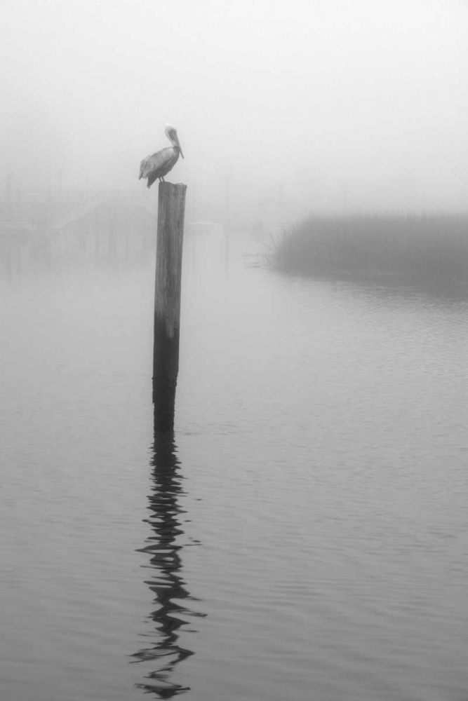 On Pelican Marsh art print by Winthrope Hiers for $57.95 CAD