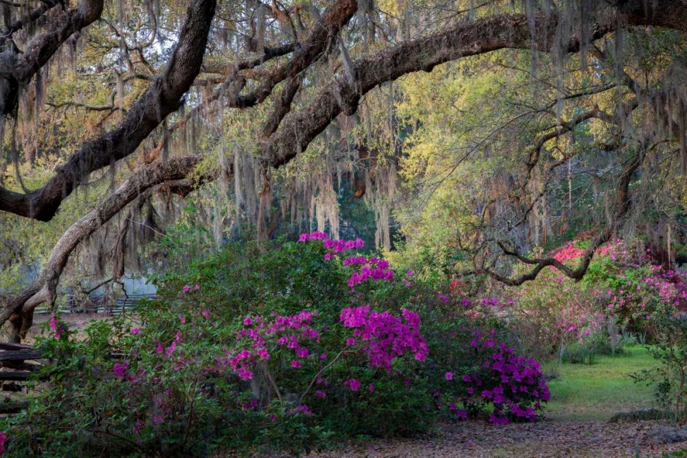 Oaks and Azaleas art print by H.J. Herrera for $57.95 CAD