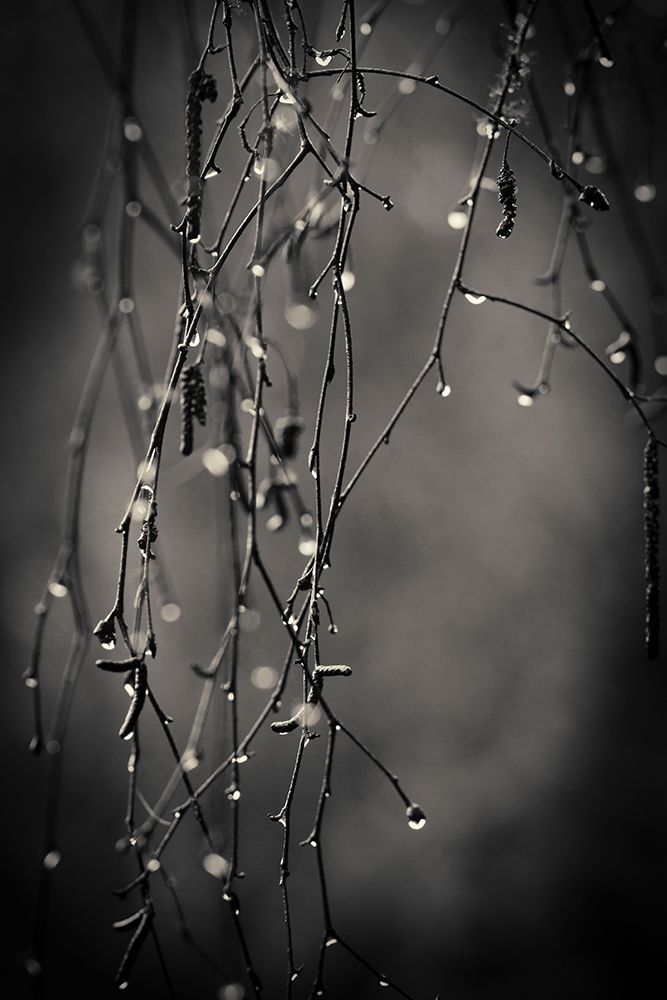 Bare Branches 2017 art print by Gary Horsfall for $57.95 CAD