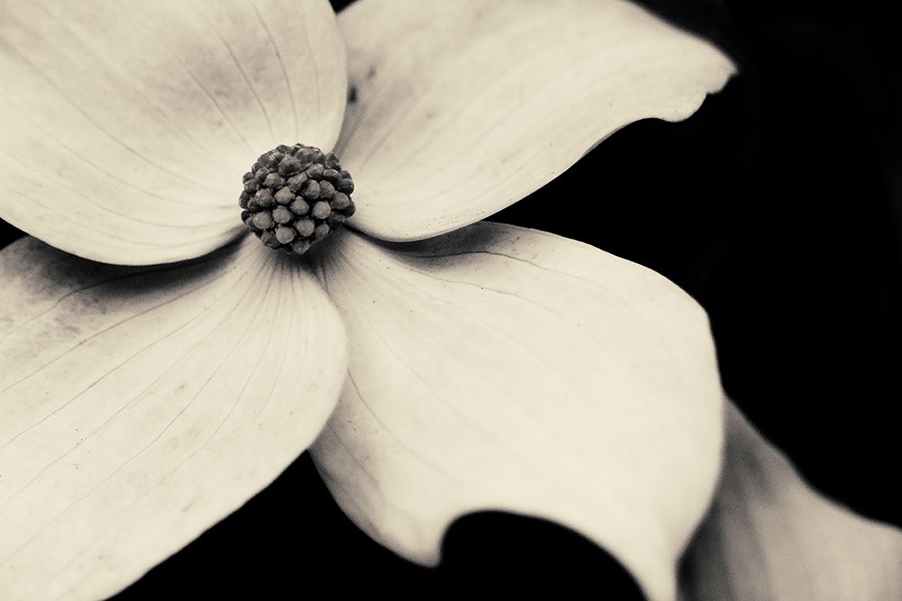 Dogwood Flower art print by Gary Horsfall for $57.95 CAD