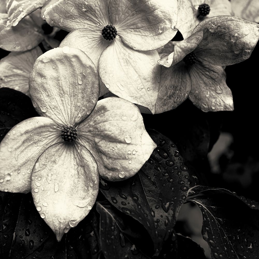 Dogwood Flower No. 3 art print by Gary Horsfall for $57.95 CAD