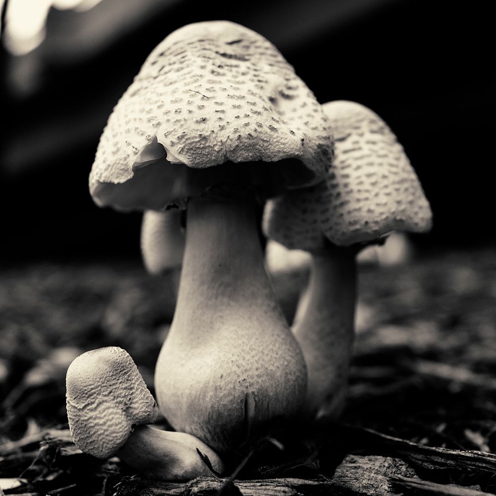 Mushroom No. 3 art print by Gary Horsfall for $57.95 CAD