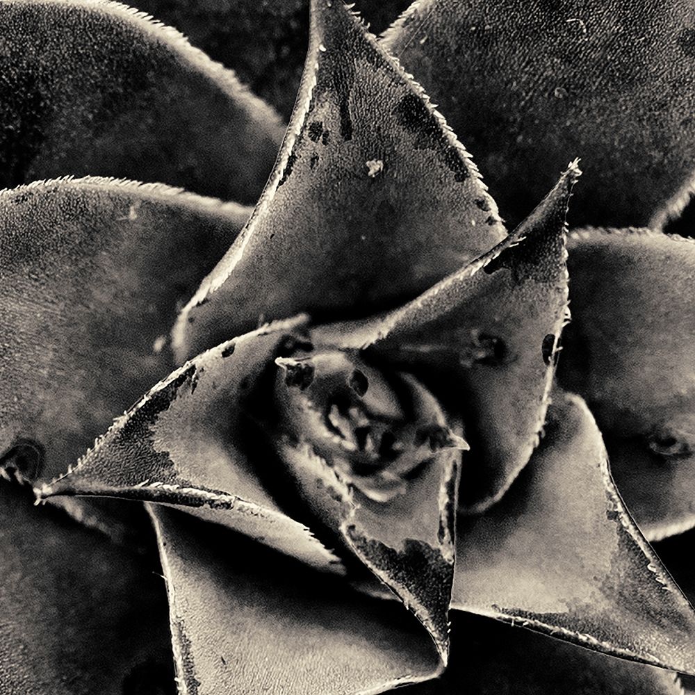 Seattle Succulents art print by Gary Horsfall for $57.95 CAD