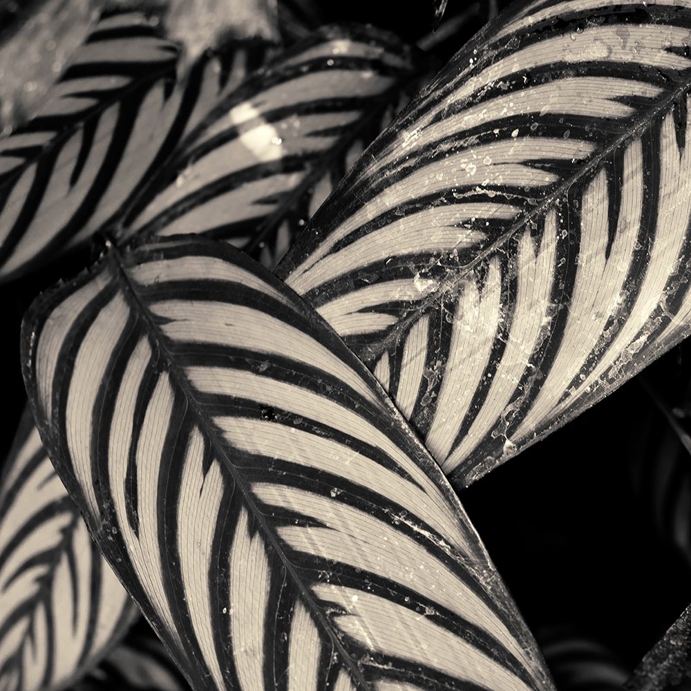 Varigated Leaves No. 2 art print by Gary Horsfall for $57.95 CAD