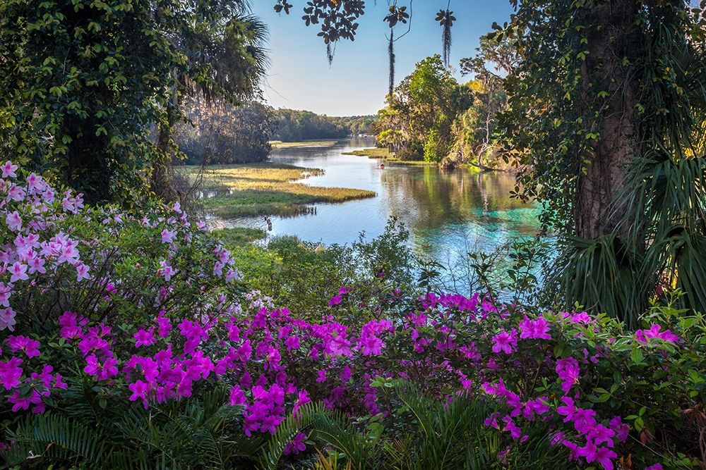 Rainbow Springs art print by H.J. Herrera for $57.95 CAD