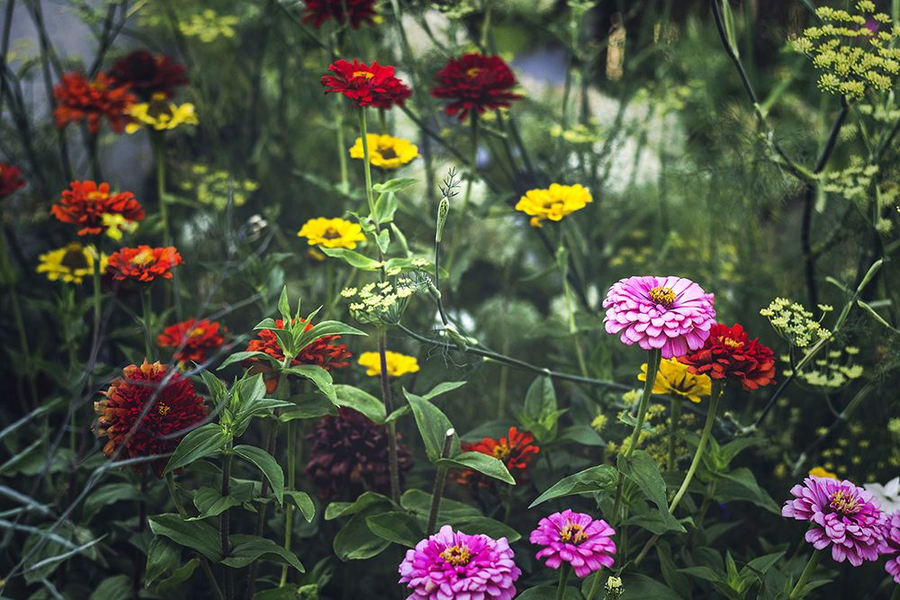Secret Gardens art print by Jennifer Henriksen for $57.95 CAD