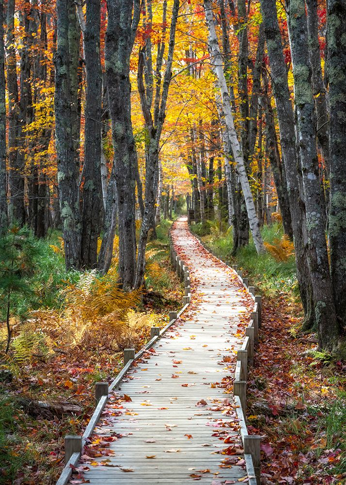 Autumn Boardwalk I art print by Danny Head for $57.95 CAD