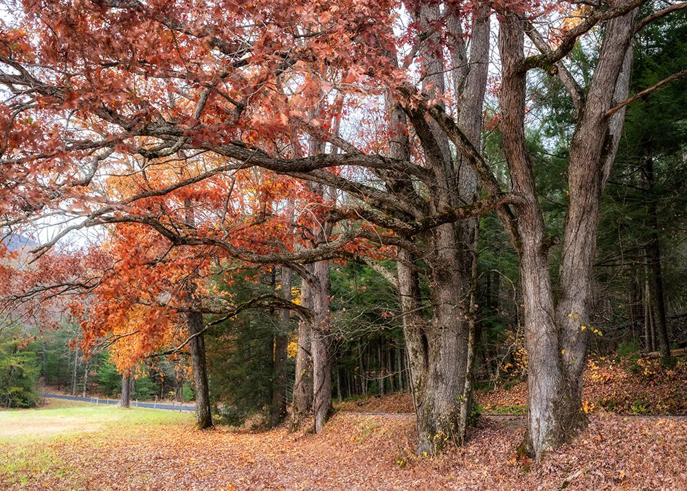 Autumn Drive II art print by Danny Head for $57.95 CAD