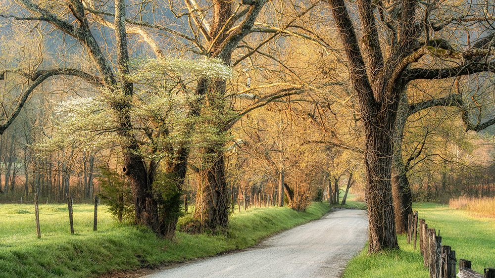 Dogwoods art print by Danny Head for $57.95 CAD