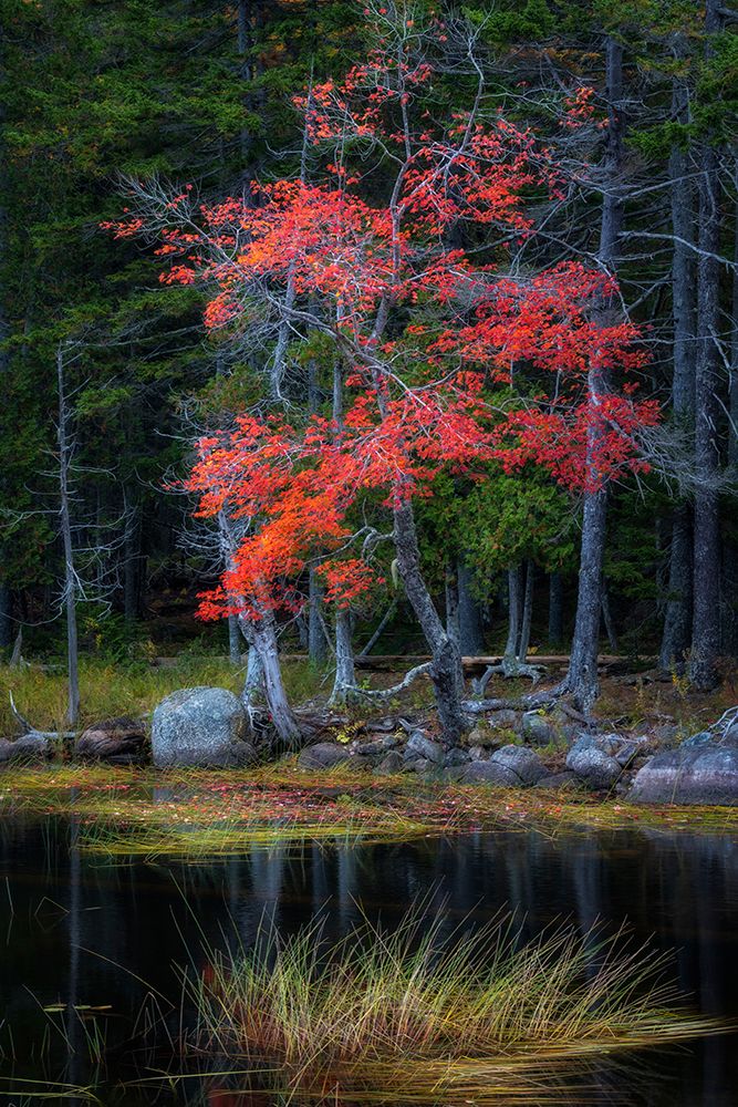 Red Reflections I art print by Danny Head for $57.95 CAD