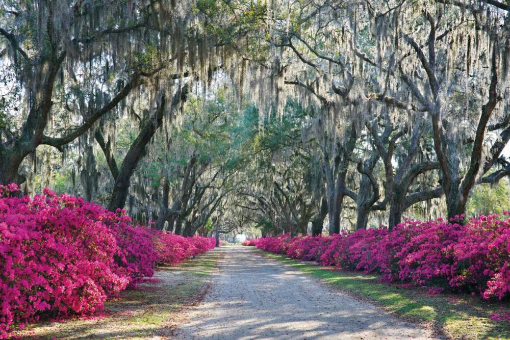Azaleas Bonaventure art print by Winthrope Hiers for $57.95 CAD
