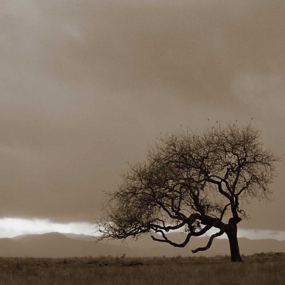 Survivor art print by PhotoINC Studio for $57.95 CAD