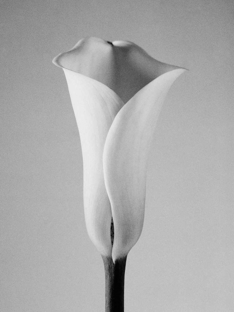 Calla No. 1 art print by PhotoINC Studio for $57.95 CAD