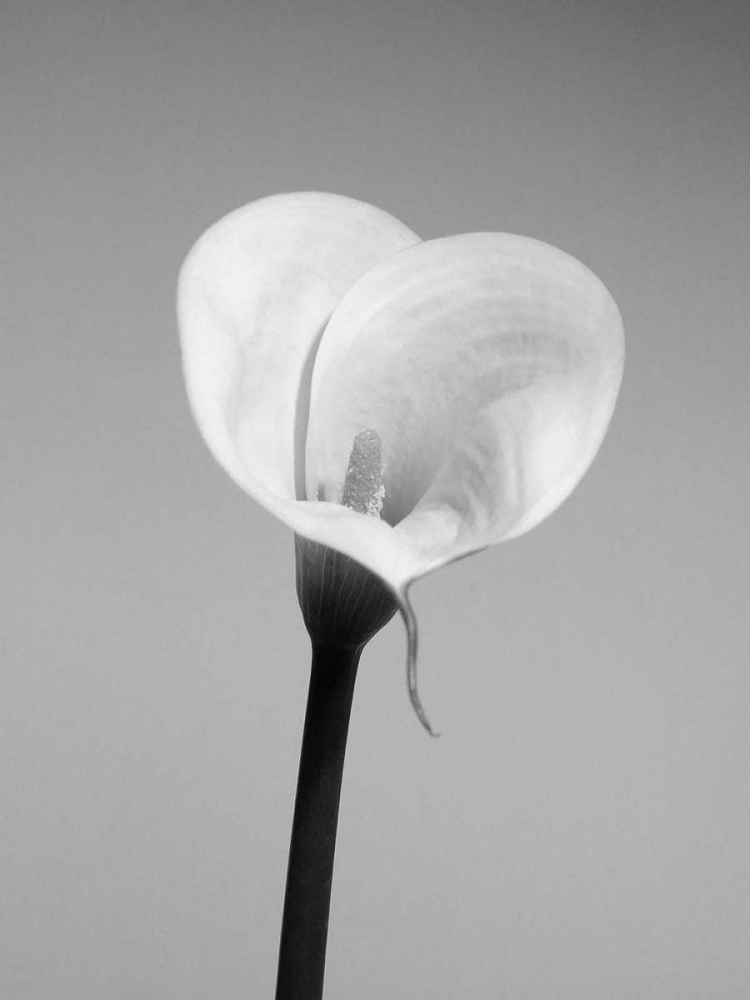 Calla No. 2 art print by PhotoINC Studio for $57.95 CAD