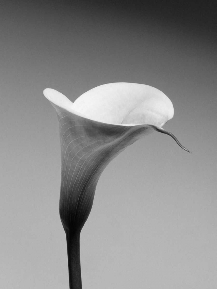 Calla No. 3 art print by PhotoINC Studio for $57.95 CAD