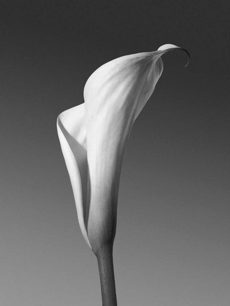 Calla No. 4 art print by PhotoINC Studio for $57.95 CAD