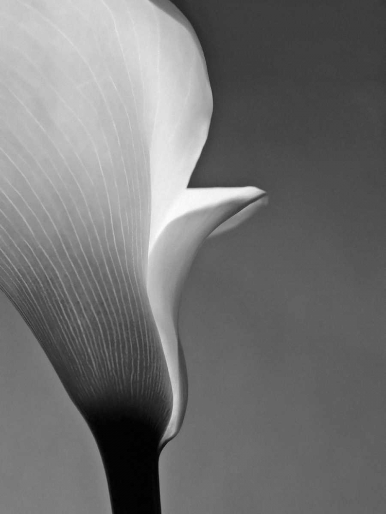 Calla No. 5 art print by PhotoINC Studio for $57.95 CAD