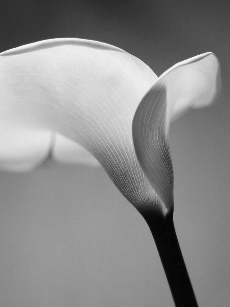 Calla No. 6 art print by PhotoINC Studio for $57.95 CAD