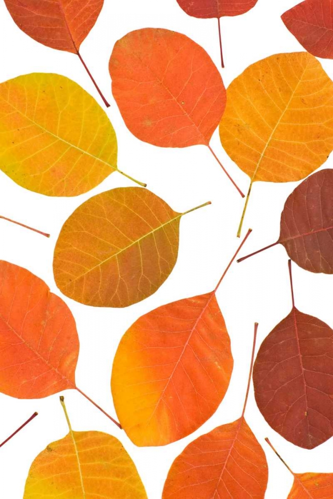 Brown Leaves art print by PhotoINC Studio for $57.95 CAD