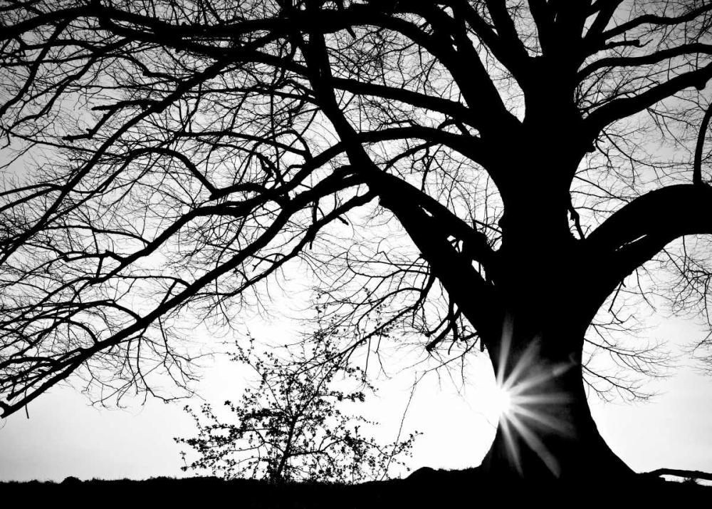 Oak Silhouette art print by PhotoINC Studio for $57.95 CAD