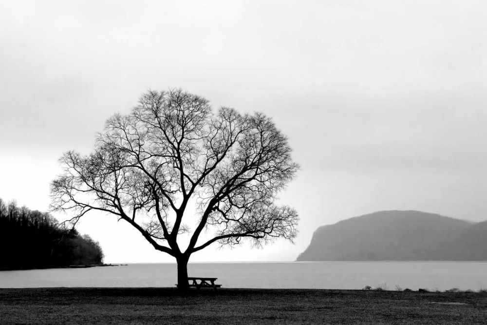 Picnic Tree art print by PhotoINC Studio for $57.95 CAD