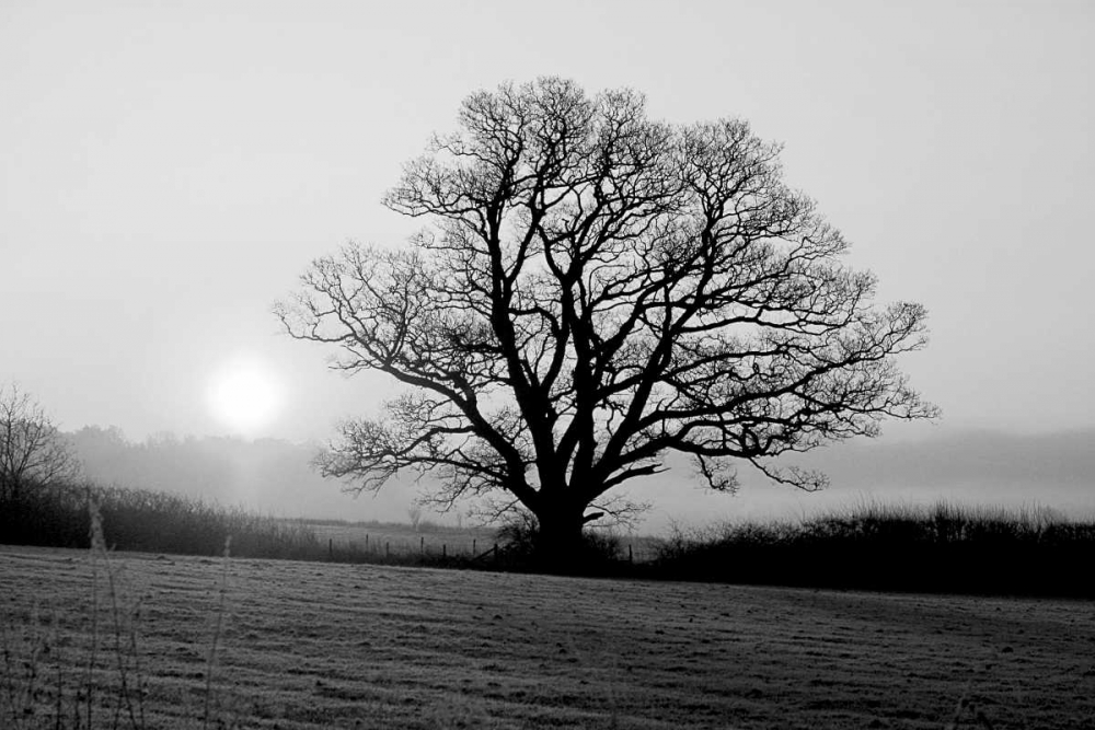 Meadow Tree art print by PhotoINC Studio for $57.95 CAD