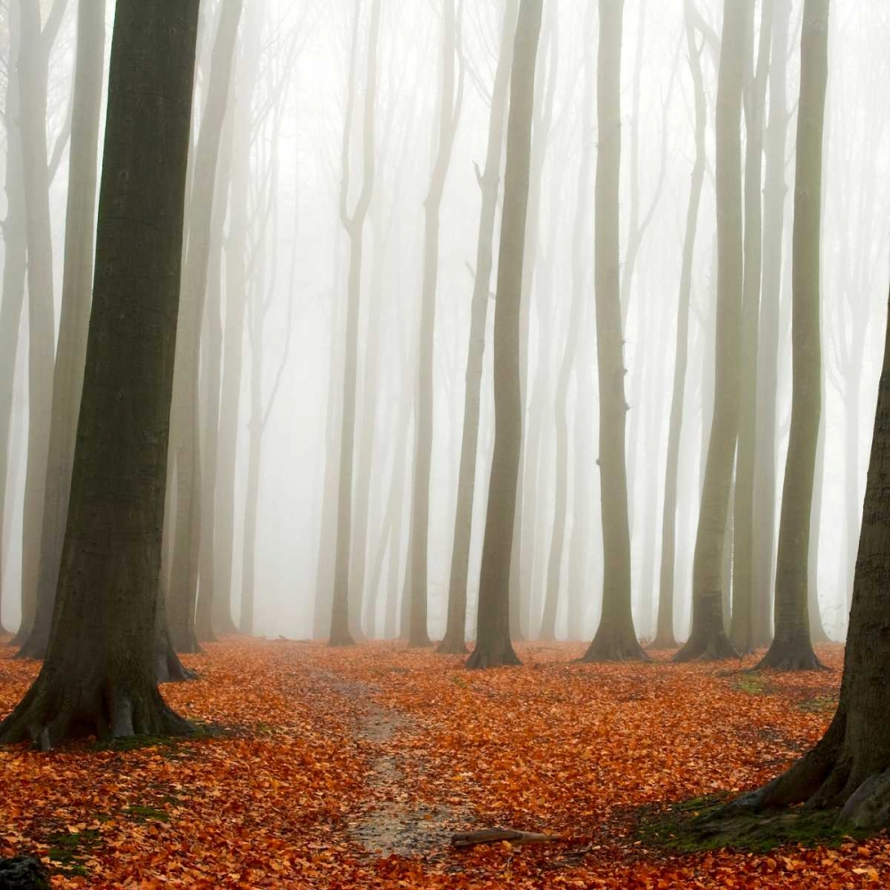 Autumn Forest Floor art print by PhotoINC Studio for $57.95 CAD