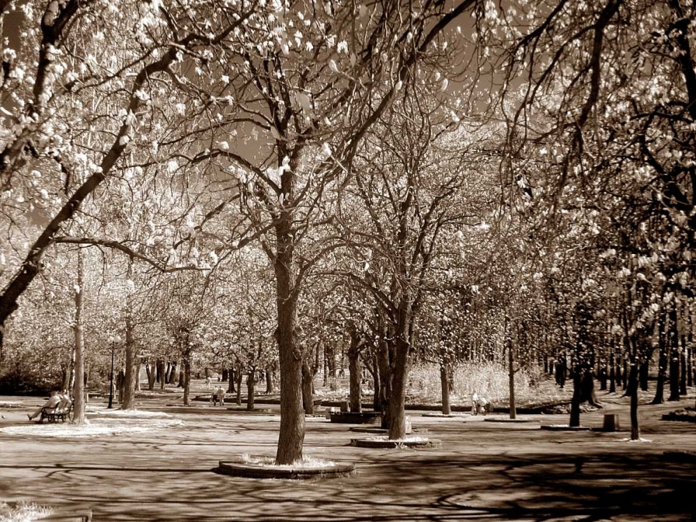 Cherry Tree Park art print by PhotoINC Studio for $57.95 CAD