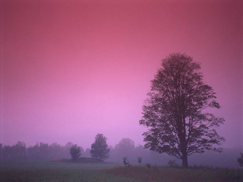 Evening Fields art print by PhotoINC Studio for $57.95 CAD
