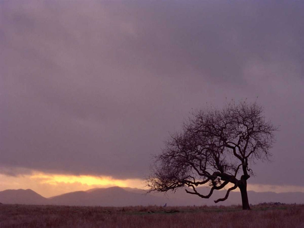 Field art print by PhotoINC Studio for $57.95 CAD