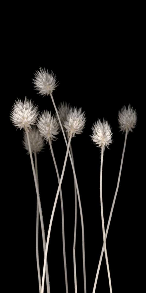 Dried Up art print by PhotoINC Studio for $57.95 CAD
