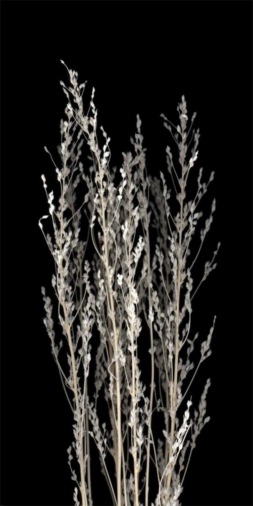 Dried Up art print by PhotoINC Studio for $57.95 CAD