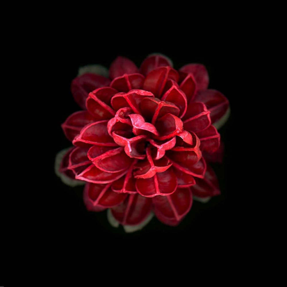 In Red art print by PhotoINC Studio for $57.95 CAD