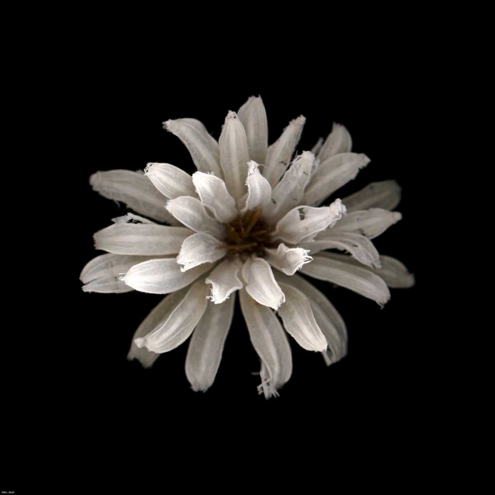 All White art print by PhotoINC Studio for $57.95 CAD