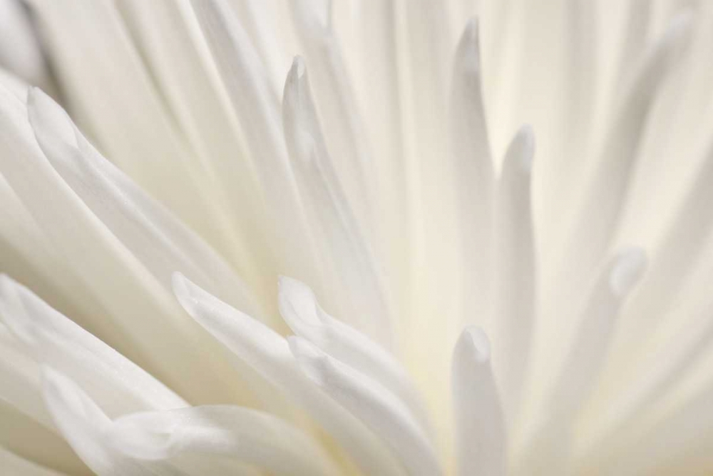 White Flower art print by PhotoINC Studio for $57.95 CAD