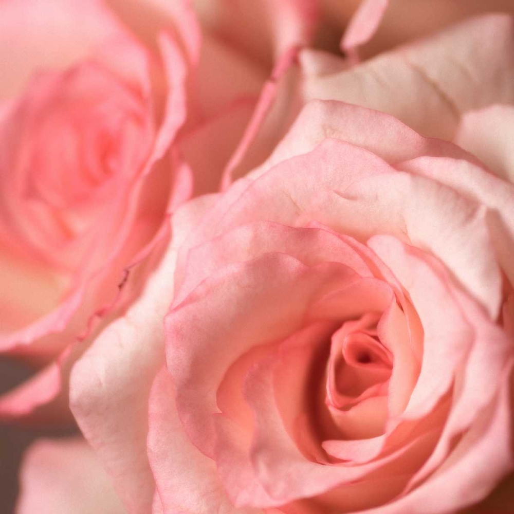 Pink Rose art print by PhotoINC Studio for $57.95 CAD
