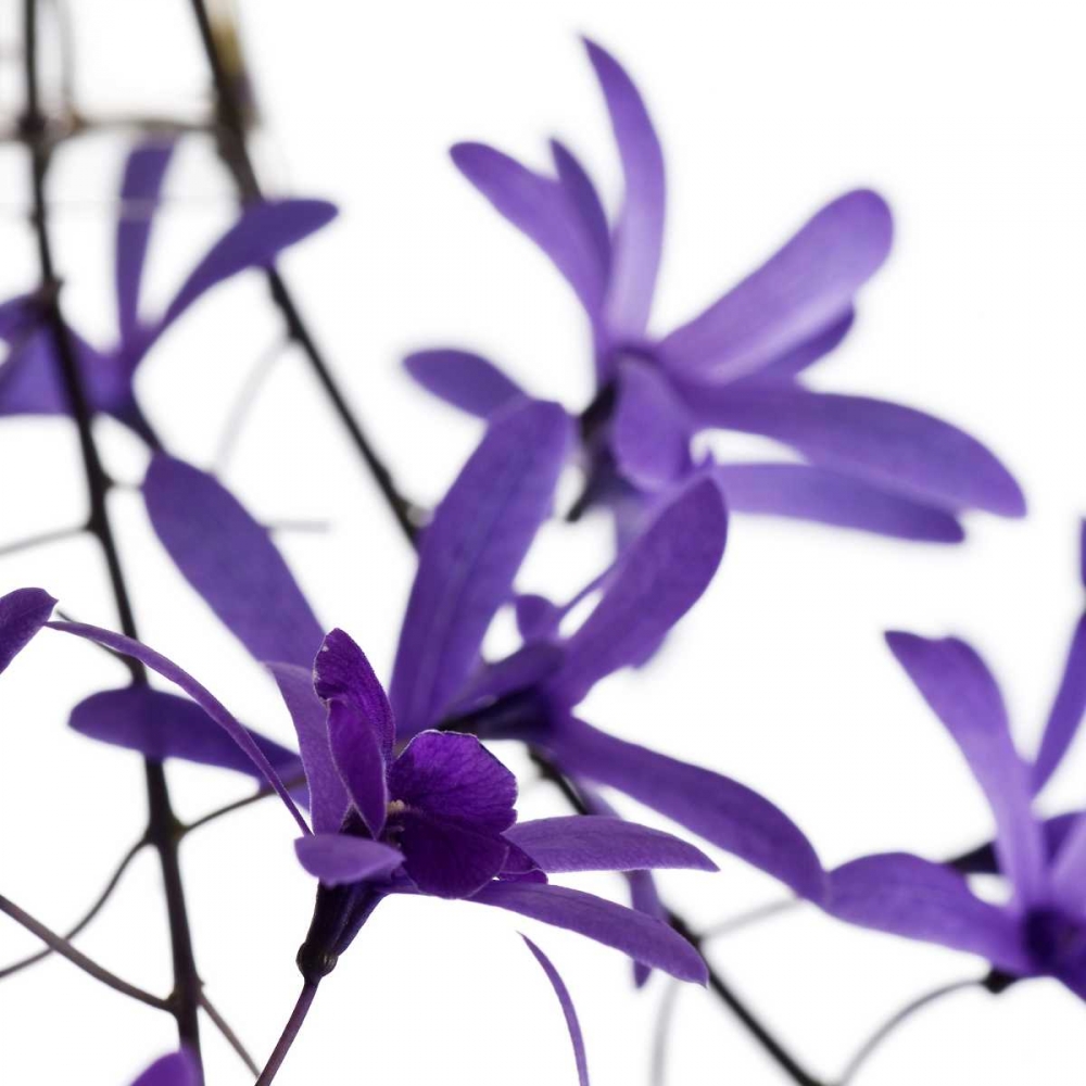 Purple Blossom art print by PhotoINC Studio for $57.95 CAD