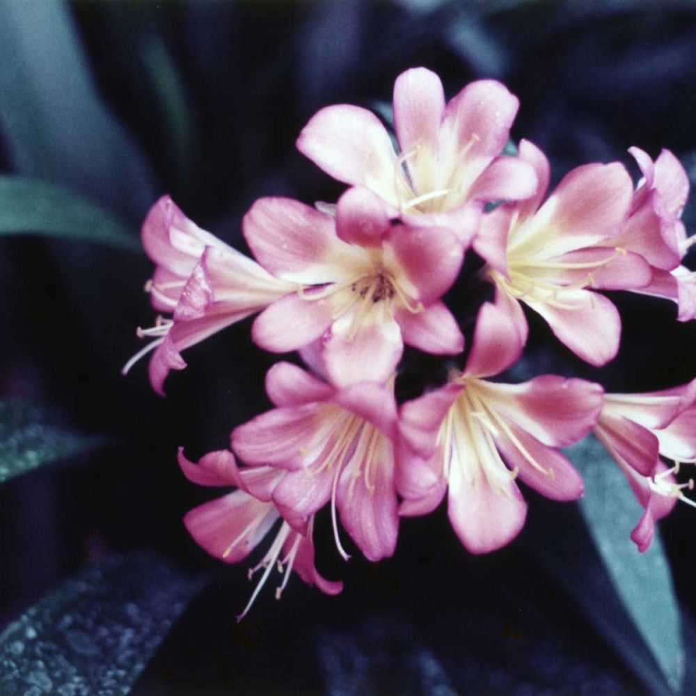 Pink Blossom art print by PhotoINC Studio for $57.95 CAD