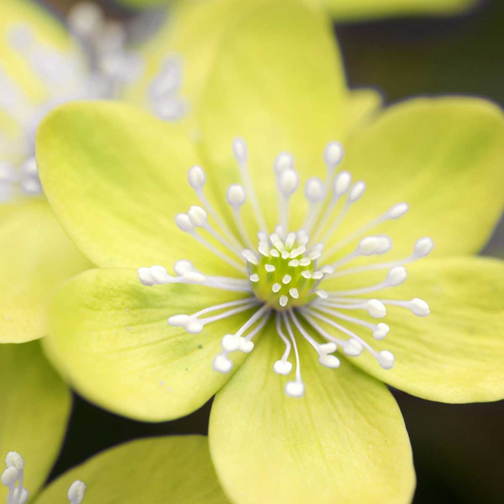 Yellow Blossom art print by PhotoINC Studio for $57.95 CAD