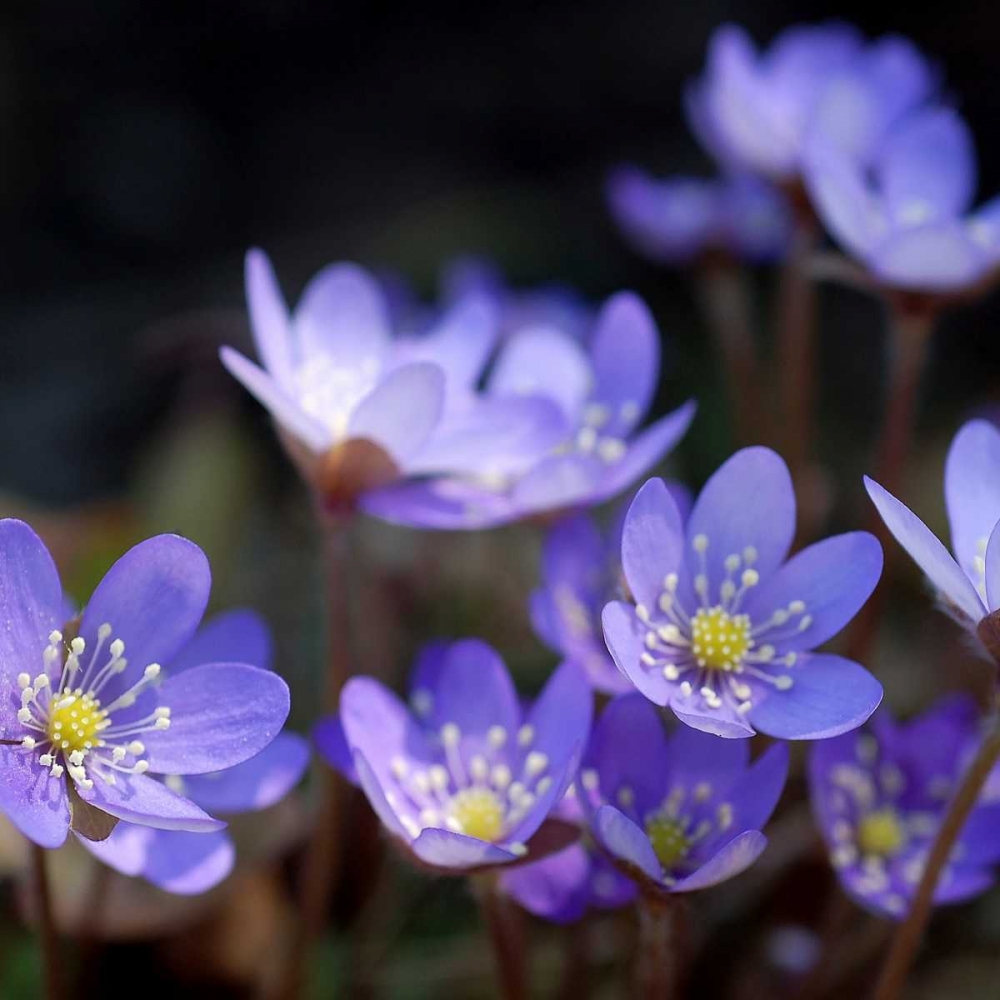 Purple Flowers art print by PhotoINC Studio for $57.95 CAD