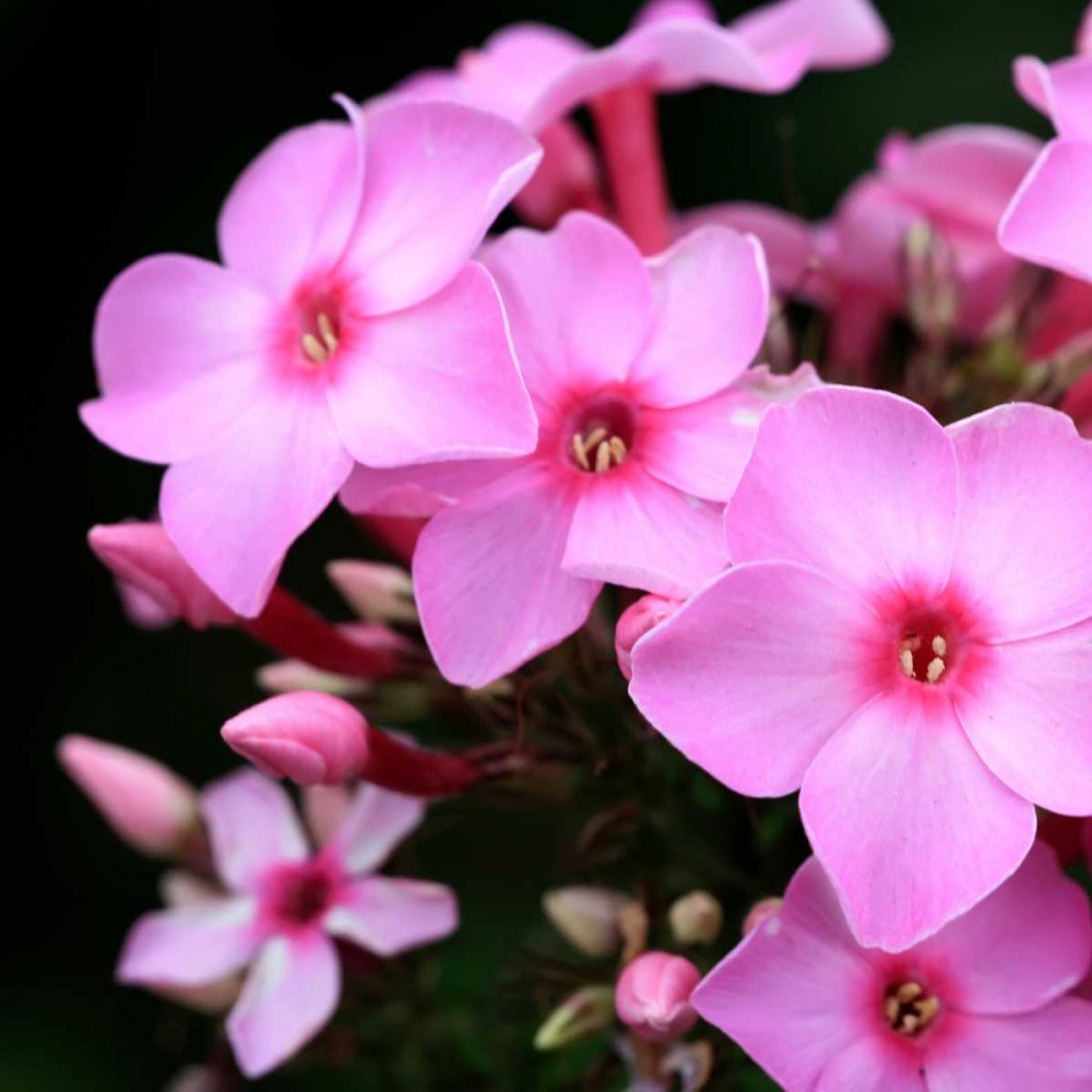 Pink Flowers art print by PhotoINC Studio for $57.95 CAD
