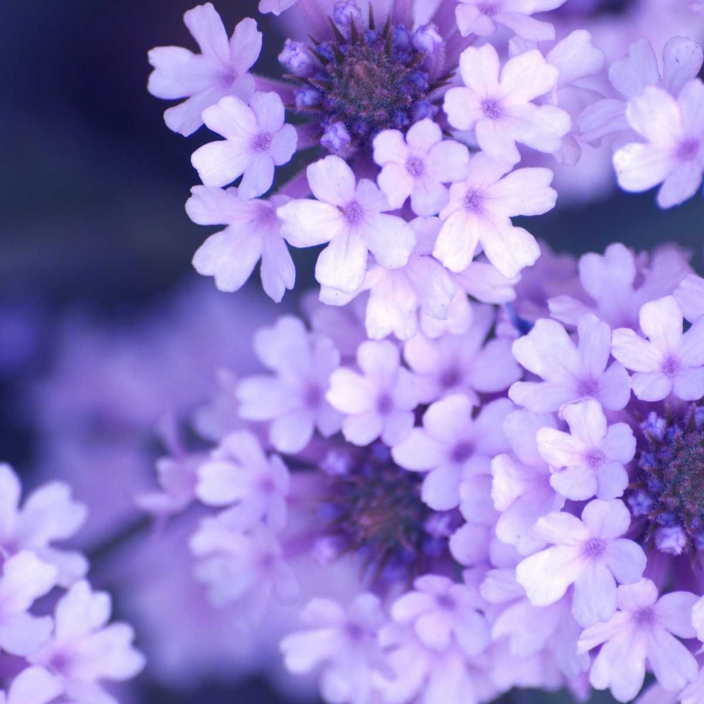 Purple Flowers art print by PhotoINC Studio for $57.95 CAD