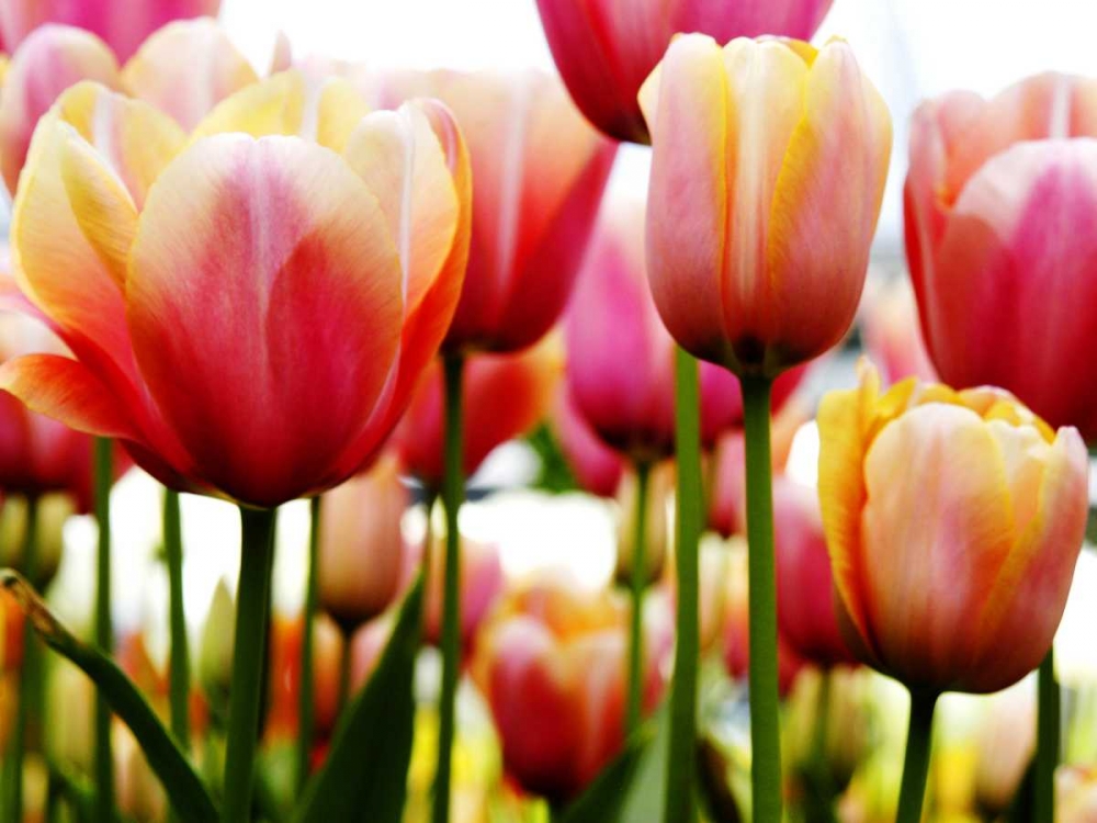 Tulips art print by PhotoINC Studio for $57.95 CAD