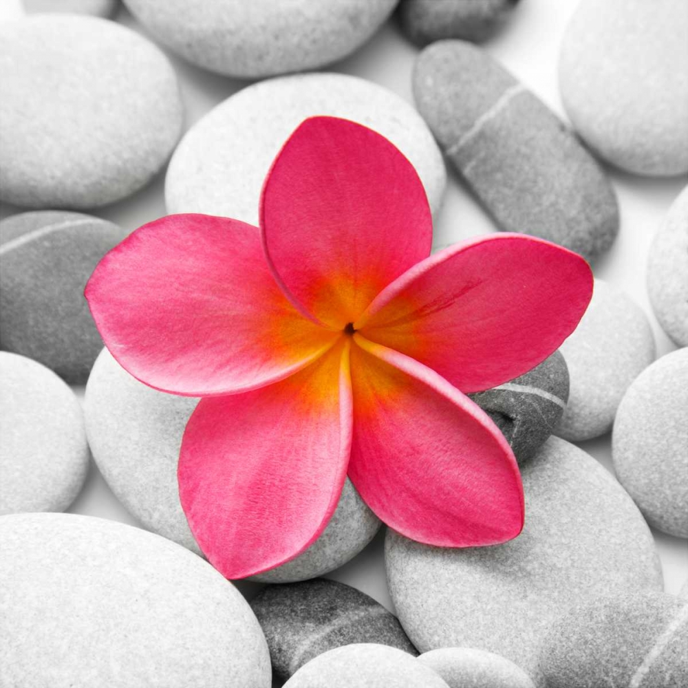 Zen Flower art print by PhotoINC Studio for $57.95 CAD