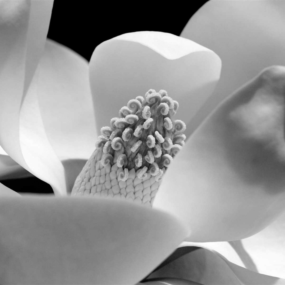 Fibonacci 1 art print by PhotoINC Studio for $57.95 CAD