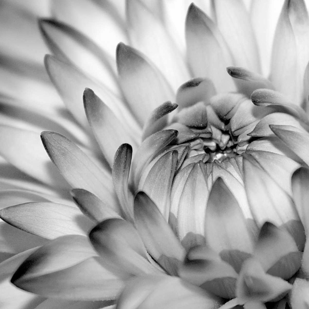 Fibonacci 2 art print by PhotoINC Studio for $57.95 CAD