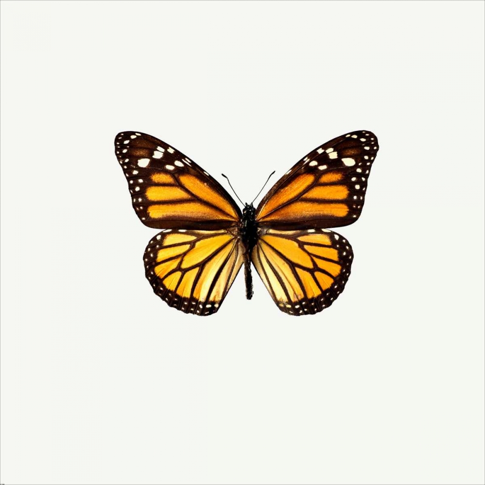Yellow Butterfly art print by PhotoINC Studio for $57.95 CAD